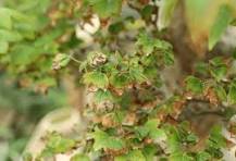 Brown Leaf Tips