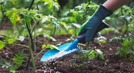Fertilizing Plants