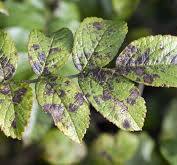 Fungal Infection
