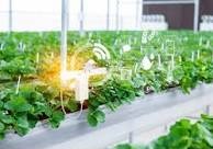 Humidity for Plants