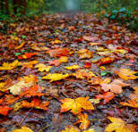 Leaf Drop