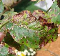 Leaf Spots