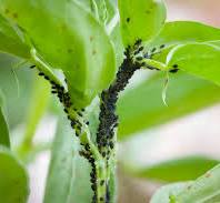 Pests on Plants