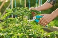 Pruning Plants