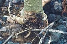 Root Rot