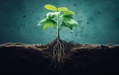 Plant Soil
