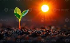Sunlight for Plants
