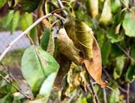 Wilting Leaves