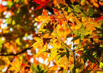Yellowing Leaves
